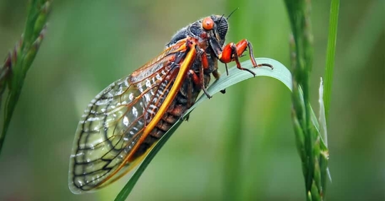 Cicada