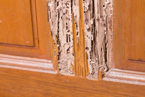 Severe termite damage on wooden home cupbaord